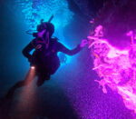 'Discount Wednesday' DISCOVER SCUBA ( first time diving or diving without licence) - Slika 6