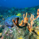 3 h speed boat tour Island  bays Snorkeling