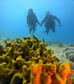 'Discount Wednesday' DISCOVER SCUBA ( first time diving or diving without licence)