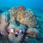 20%off  Makarska REEF and CORAL WALL