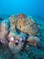 20%off  Makarska REEF and CORAL WALL