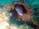 20%off  Makarska REEF and CORAL WALL - Slika 7