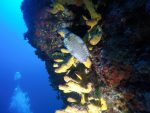 20%off  Makarska REEF and CORAL WALL - Slika 5