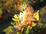 20%off  Makarska REEF and CORAL WALL - Slika 2