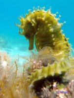 20%off  Makarska REEF and CORAL WALL - Slika 3
