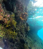 SNORKELING   in Makarska reefs and walls - Slika 6