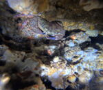 SNORKELING   in Makarska reefs and walls - Slika 7