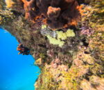 SNORKELING   in Makarska reefs and walls - Slika 8