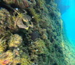 SNORKELING   in Makarska reefs and walls - Slika 9
