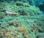 SNORKELING   in Makarska reefs and walls - Slika 10