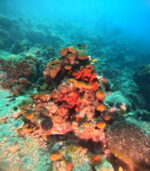 SNORKELING   in Makarska reefs and walls - Slika 11