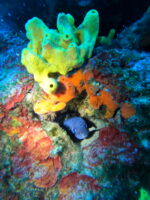 SNORKELING   in Makarska reefs and walls