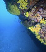 Wreck Medići children Discover scuba first time diving - Snorkeling - Exlusive adventure for all categories of divers! - Slika 4