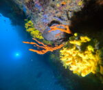 Wreck Medići children Discover scuba first time diving - Snorkeling - Exlusive adventure for all categories of divers! - Slika 6