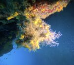 Wreck Medići children Discover scuba first time diving - Snorkeling - Exlusive adventure for all categories of divers! - Slika 7