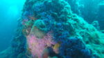 Vruja Atlantida ‘Pelegrin’ and BLUE HOLE 2 dives - Slika 9