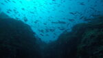 Vruja Atlantida ‘Pelegrin’ and BLUE HOLE 2 dives - Slika 10