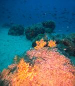 Wreck komeljača - Slika 6