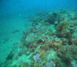 Wreck komeljača - Slika 8