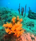 Wreck komeljača - Slika 7