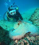 Yellow cave  reef Drašnice exlusive available Discover children diving - Slika 5