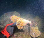 Vruja Atlantida ‘Pelegrin’ - Slika 6