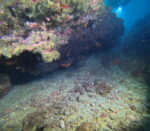 Vruja Atlantida ‘Pelegrin’ - Slika 8