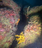 Vruja Atlantida ‘Pelegrin’ - Slika 9