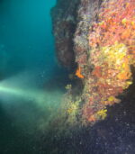 Vruja Atlantida ‘Pelegrin’ - Slika 4