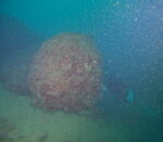 Vruja Atlantida ‘Pelegrin’ - Slika 3