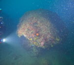 Vruja Atlantida ‘Pelegrin’ - Slika 2