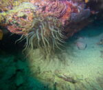 HOME beach dive - Slika 5