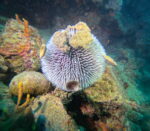 HOME beach dive - Slika 6