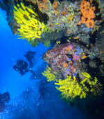 GLAVNA Cave reef wall  (near Starigrad Hvar) - Slika 3