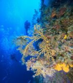 GLAVNA Cave reef wall  (near Starigrad Hvar) - Slika 4
