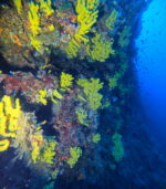 GLAVNA Cave reef wall  (near Starigrad Hvar) - Slika 5