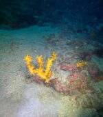 HOME beach dive - Slika 7