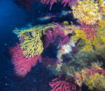 GLAVNA SMOČIGUZICA OSKORUŠICA 2 dives deep vertical walls