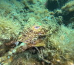 Yellow cave  reef Drašnice exlusive available Discover children diving - Slika 3