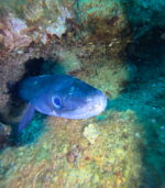 Yellow cave  reef Drašnice exlusive available Discover children diving - Slika 4