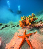 HOME beach dive - Slika 8